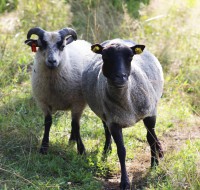 /album/fotogalerie-shetlandske-ovce/farma-beskydy-foto-cieslar-3488-jpg1/